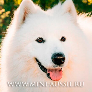 Собака породы самоед