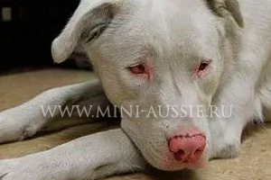 Собака родилась абсолютно слепой