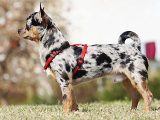 Пример мраморных цветов шерсти в Чихуахуа