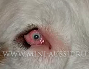 Микрофтальмия австралийской овчарки