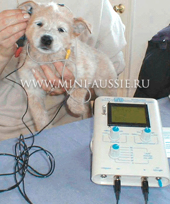 Медвежий тест, как получить тесто