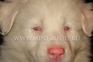 Австралийская овчарка родилась слепой