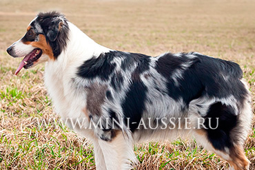 Австралийский окрас Merle (Мерле)