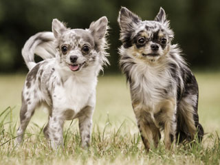 Фото Чихуахуа с окрасом Мерл