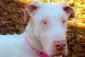 Немецкая собака родилась слепой