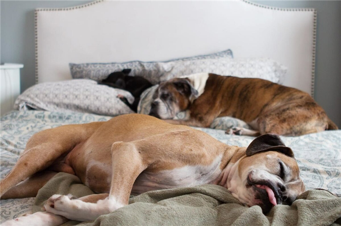 Две собаки спят на кровати