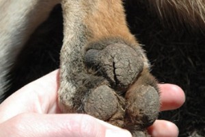 Болезни когтистых лап у собак