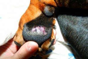 Болезни когтистых лап у собак