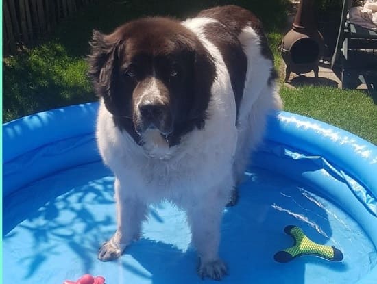 Landseer