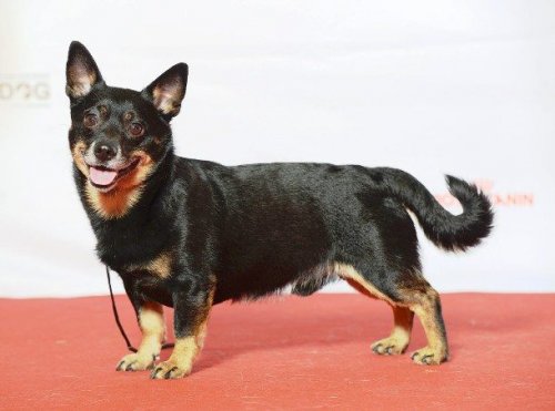 Топ-25 самых маленьких собак в мире