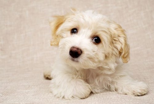 Топ-25 самых маленьких собак в мире