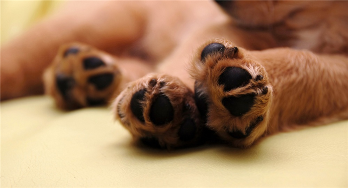 Недолговечность у собак