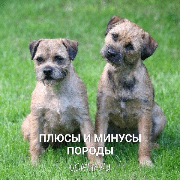 Преимущества и недостатки