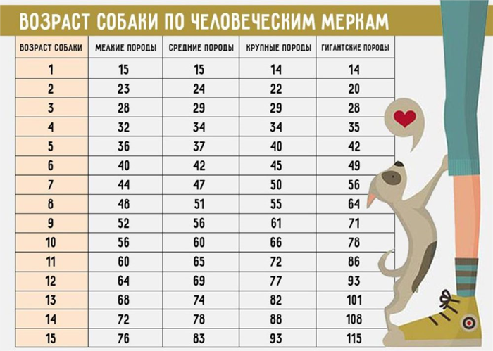 Таблица соотношения возрастов собаки и человека