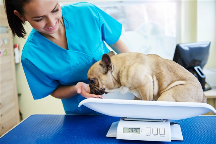 Недержание мочи у собак: Причины, диагностическая схема, терапевтическое и хирургическое лечение.