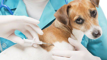 Как дегельминтизировать собак перед вакцинацией?