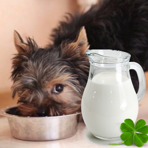 перекормленный йоркширский терьер. можно ли давать йорку молоко. йорк молочный. йоркширский терьер фото с едой эстетика. той терьер запах псины.