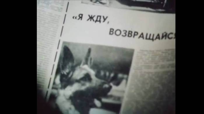 Собака Пальма: правдивая история