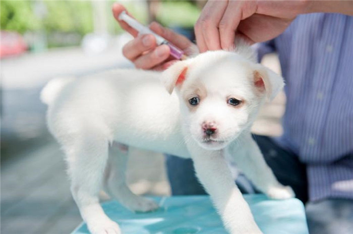 6 осложнений у щенков после вакцинации: вялые, плохо едят, шепелявят, отнекиваются, болеют, недомогают.