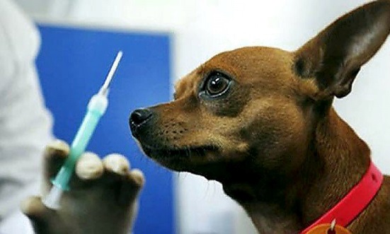 Реакция щенка на вакцинацию