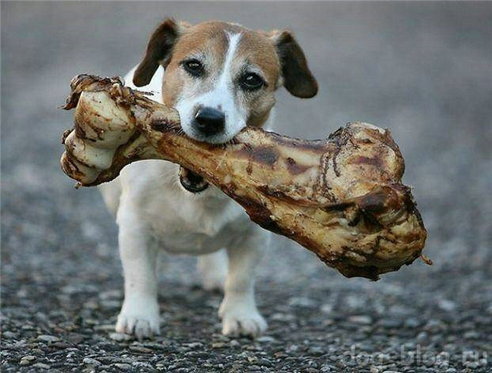 Возможно ли, чтобы собака