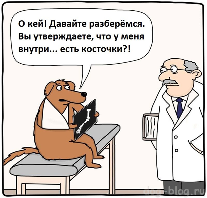 Дать собаке кость