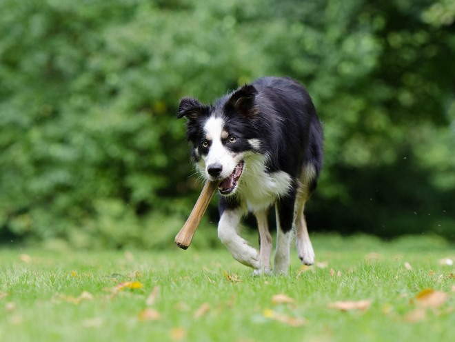 Hund geht mit einem Knochen spazieren