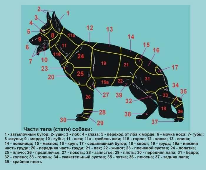 Части тела собаки