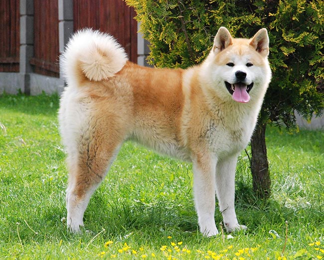 Красивая японская собака Акита Инуйю