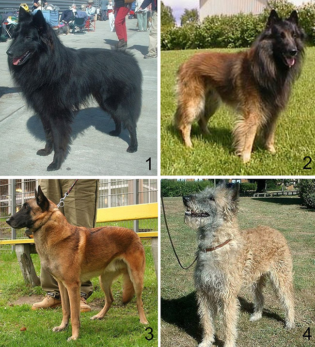 Виды бельгийских пастушьих собак грюшендаль, тервюрен, малинуа, лаккано
