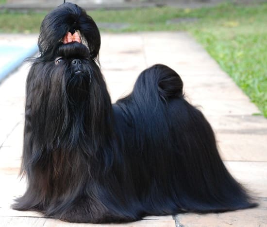 Shih-Ju