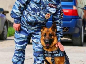 15 лучших пород собак