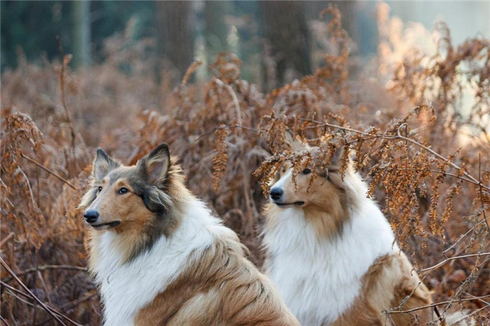 Русские клички пастушеских собак