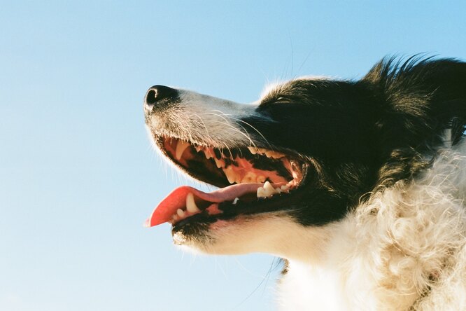 Зачем собакам нужны усы и могут ли они их укусить?