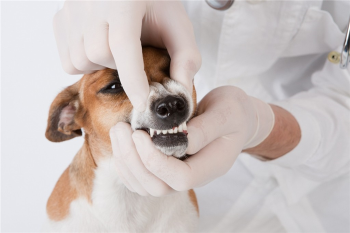 Ветеринарный стоматолог