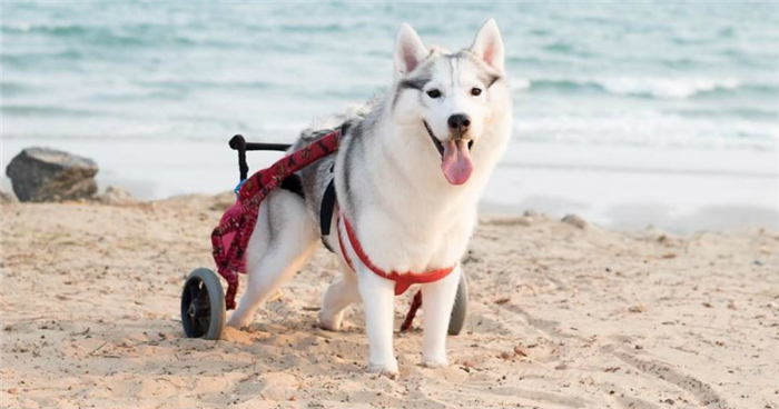Как сделать инвалидную коляску для собак своими руками