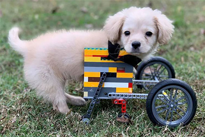 Как сделать инвалидную коляску для собак своими руками