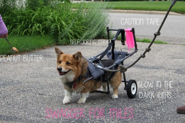 Собака на прогулке в инвалидной коляске