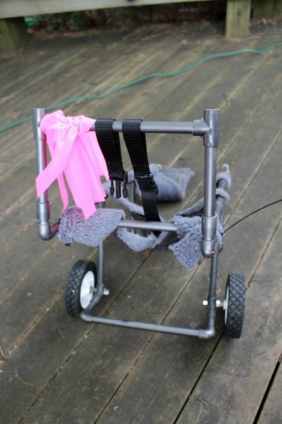 Инвалидные коляски для собак, вид сзади