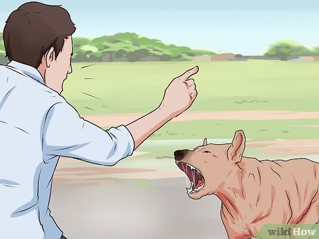 Картинка с именем угощает шаг 5 нападения собаки