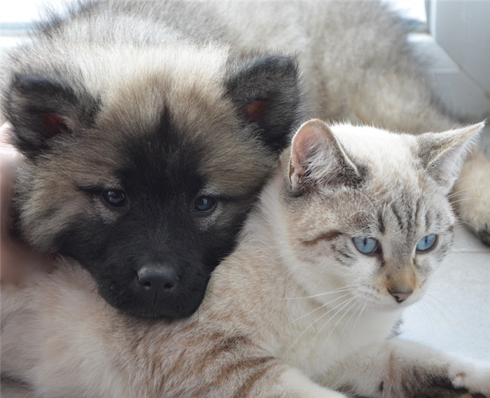 Фото грустного кеесхонда и кота голубые глаза