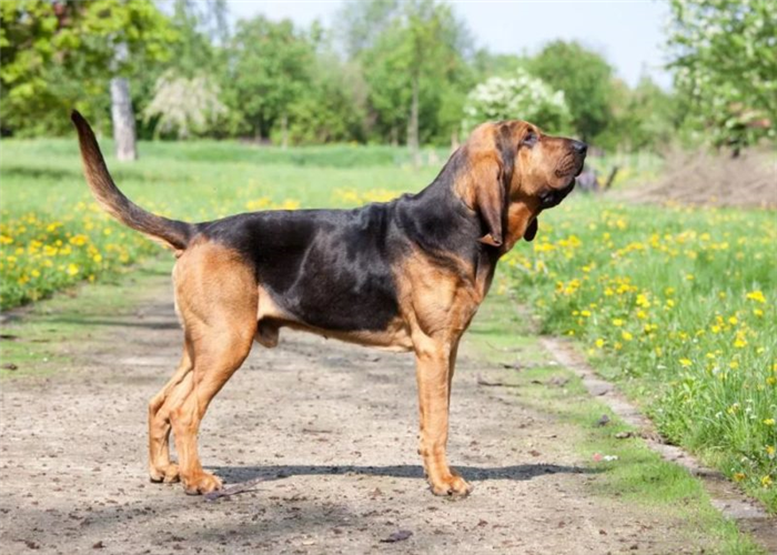 Bloodhound