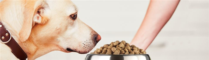 Как кормить собаку сухим кормом?