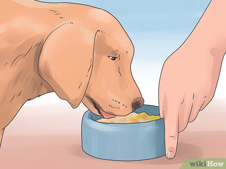 Картинка лечение поноса у собаки с названием Шаг 6