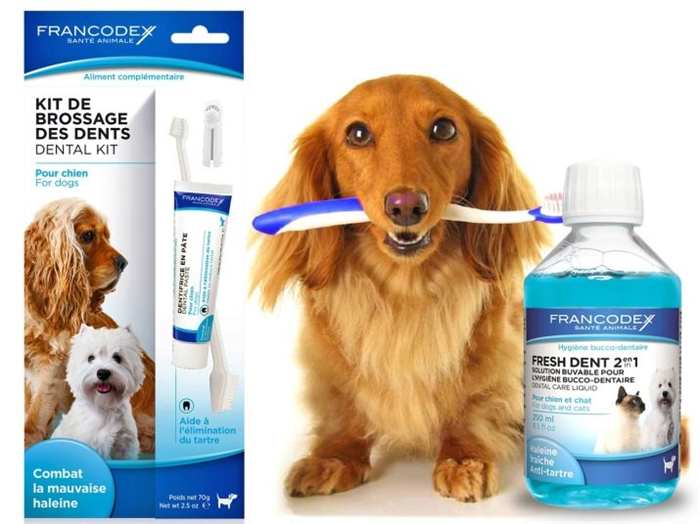 Зубная паста для собак (19 фото): как выбрать пасту для мелких пород ...