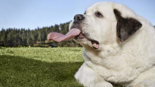 Собака с самым длинным языком в мире