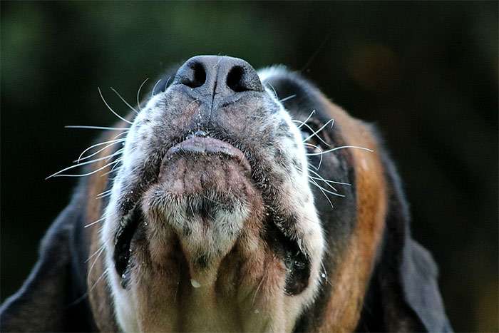 Собачья морда, нюхающая собака, фото Фотография