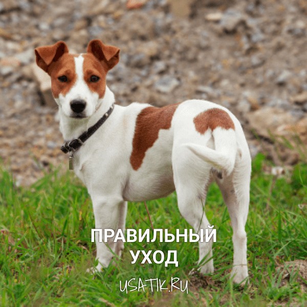 Джек Рассел терьер