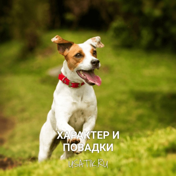Джек Рассел терьер