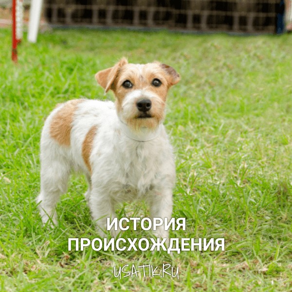 Джек Рассел терьер